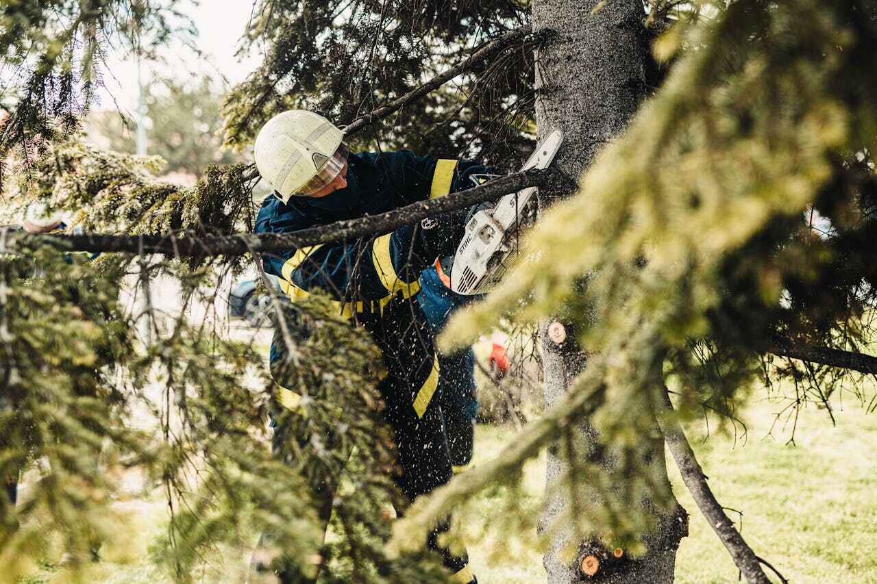 Best Dead Tree Removal  in Robie Creek, ID